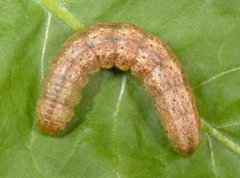  Chenille de Polia serratilinea Tr. - �Philippe Mothiron