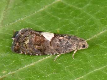 Pammene spiniana Dup. adulte - �Philippe Mothiron