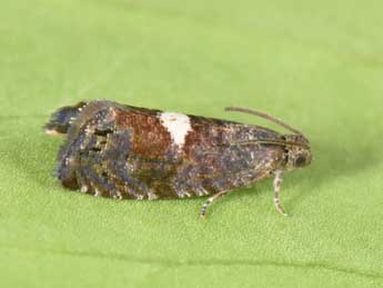 Pammene spiniana Dup. adulte - �Philippe Mothiron