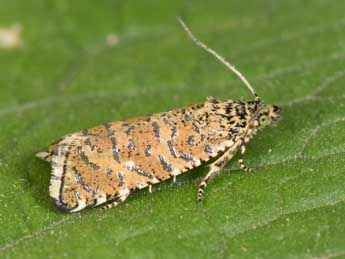 Olethreutes stibiana Gn. adulte - �Philippe Mothiron