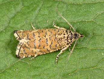 Olethreutes stibiana Gn. adulte - �Philippe Mothiron