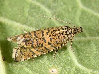 Olethreutes stibiana Gn. adulte - �Philippe Mothiron