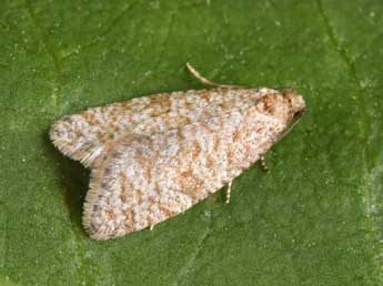 Isotrias stramentana Gn. adulte - �Philippe Mothiron