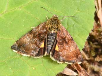 Panemeria tenebrata Scop. adulte - �Philippe Mothiron