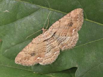 Horisme tersata D. & S. adulte - �Philippe Mothiron