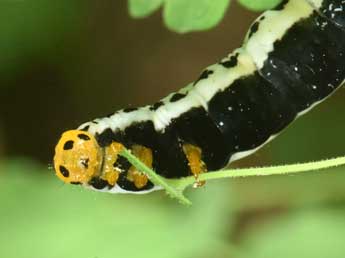  Chenille de Calyptra thalictri Bkh. - �Philippe Mothiron