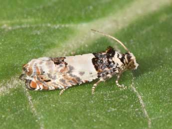Epinotia thapsiana Z. adulte - �Philippe Mothiron