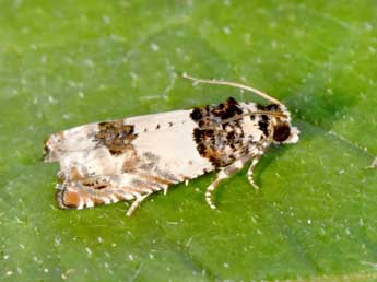 Epinotia thapsiana Z. adulte - �Philippe Mothiron
