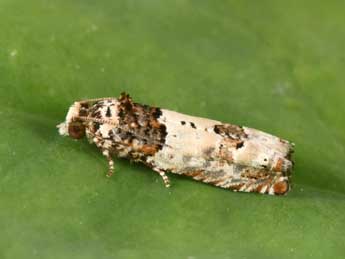 Epinotia thapsiana Z. adulte - �Philippe Mothiron