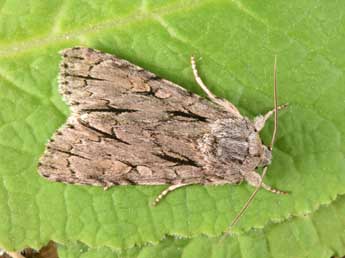 Acronicta tridens D. & S. adulte - �Philippe Mothiron