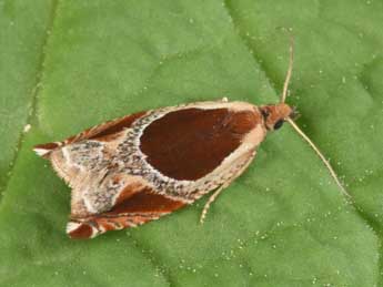 Ancylis unculana Hw. adulte - �Philippe Mothiron