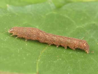  Chenille de Condica viscosa Frr - �Philippe Mothiron