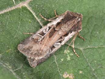 Euxoa vitta Esp. adulte - �Philippe Mothiron