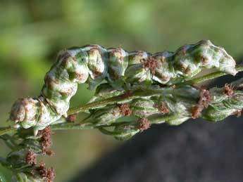  Chenille de Cucullia absinthii L. - Philippe Mothiron