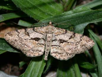 Peribatodes perversaria Bsdv. adulte - Philippe Mothiron