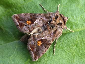 Ctenoplusia accentifera Lefebvre adulte - ©Daniel Morel