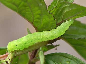  Chenille de Ctenoplusia accentifera Lefebvre - ©Philippe Bachelard