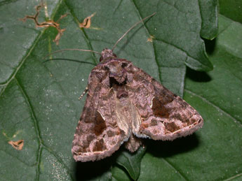 Ctenoplusia accentifera Lefebvre adulte - ©Philippe Mothiron