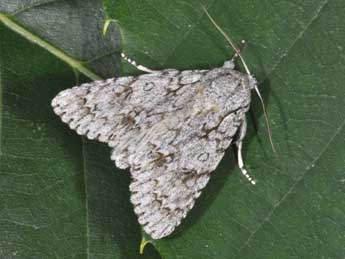 Acronicta aceris L. adulte - Philippe Mothiron