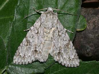 Acronicta aceris L. adulte - Philippe Mothiron