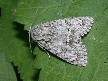 Acronicta aceris L. adulte - Philippe Mothiron