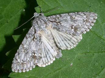 Acronicta aceris L. adulte - ©Philippe Mothiron