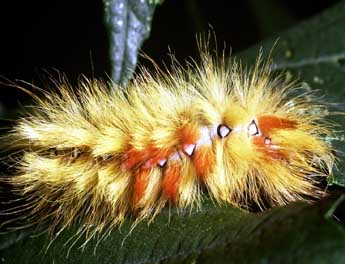  Chenille de Acronicta aceris L. - Philippe Mothiron