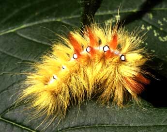  Chenille de Acronicta aceris L. - Philippe Mothiron