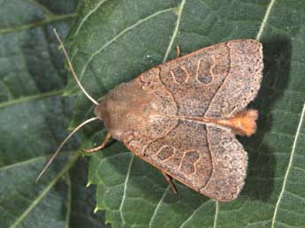 Mesogona acetosellae D. & S. adulte - Philippe Mothiron