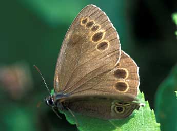 Lopinga achine Scop. adulte - Tristan Lafranchis