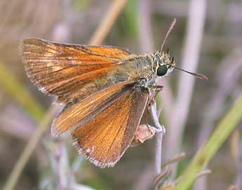 Thymelicus acteon Rott. adulte - ©Philippe Mothiron