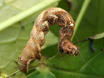  Chenille de Cepphis advenaria Hb. - ©Lionel Taurand