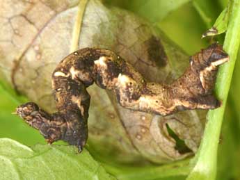  Chenille de Cepphis advenaria Hb. - ©Lionel Taurand