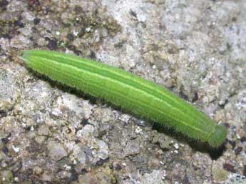  Chenille de Pararge aegeria L. - Philippe Mothiron