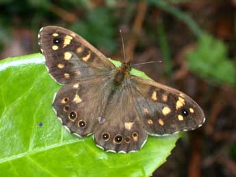 Pararge aegeria L. adulte - Philippe Mothiron