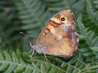 Pararge aegeria L. adulte - Philippe Mothiron