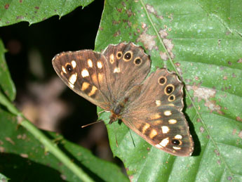 Pararge aegeria L. adulte - ©Philippe Mothiron