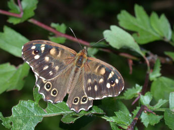 Pararge aegeria L. adulte - ©Philippe Mothiron