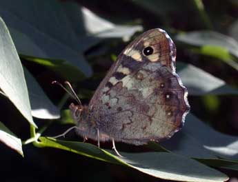 Pararge aegeria L. adulte - Philippe Mothiron