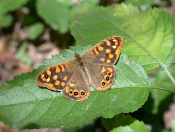 Pararge aegeria L. adulte - Philippe Mothiron