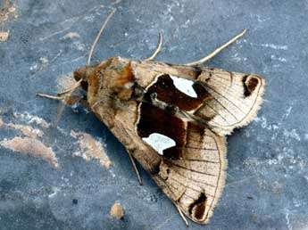 Autographa aemula D. & S. adulte - Daniel Morel