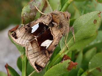 Autographa aemula D. & S. adulte - ©Daniel Morel