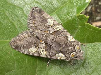 Dichonia aeruginea Hb. adulte - ©Daniel Morel