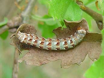  Chenille de Dichonia aeruginea Hb. - ©Jrme Albre