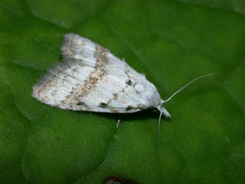 Nola aerugula Hb. adulte - ©Philippe Mothiron