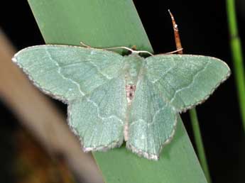 Hemithea aestivaria Hb. adulte - ©Philippe Mothiron