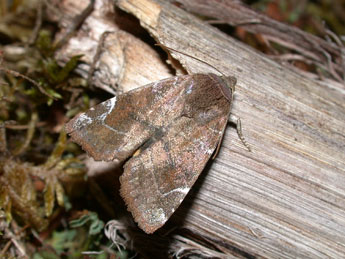 Cosmia affinis L. adulte - Philippe Mothiron