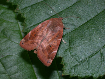 Cosmia affinis L. adulte - Philippe Mothiron