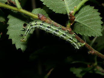  Chenille de Cosmia affinis L. - ©Philippe Mothiron