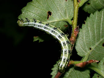  Chenille de Cosmia affinis L. - Philippe Mothiron